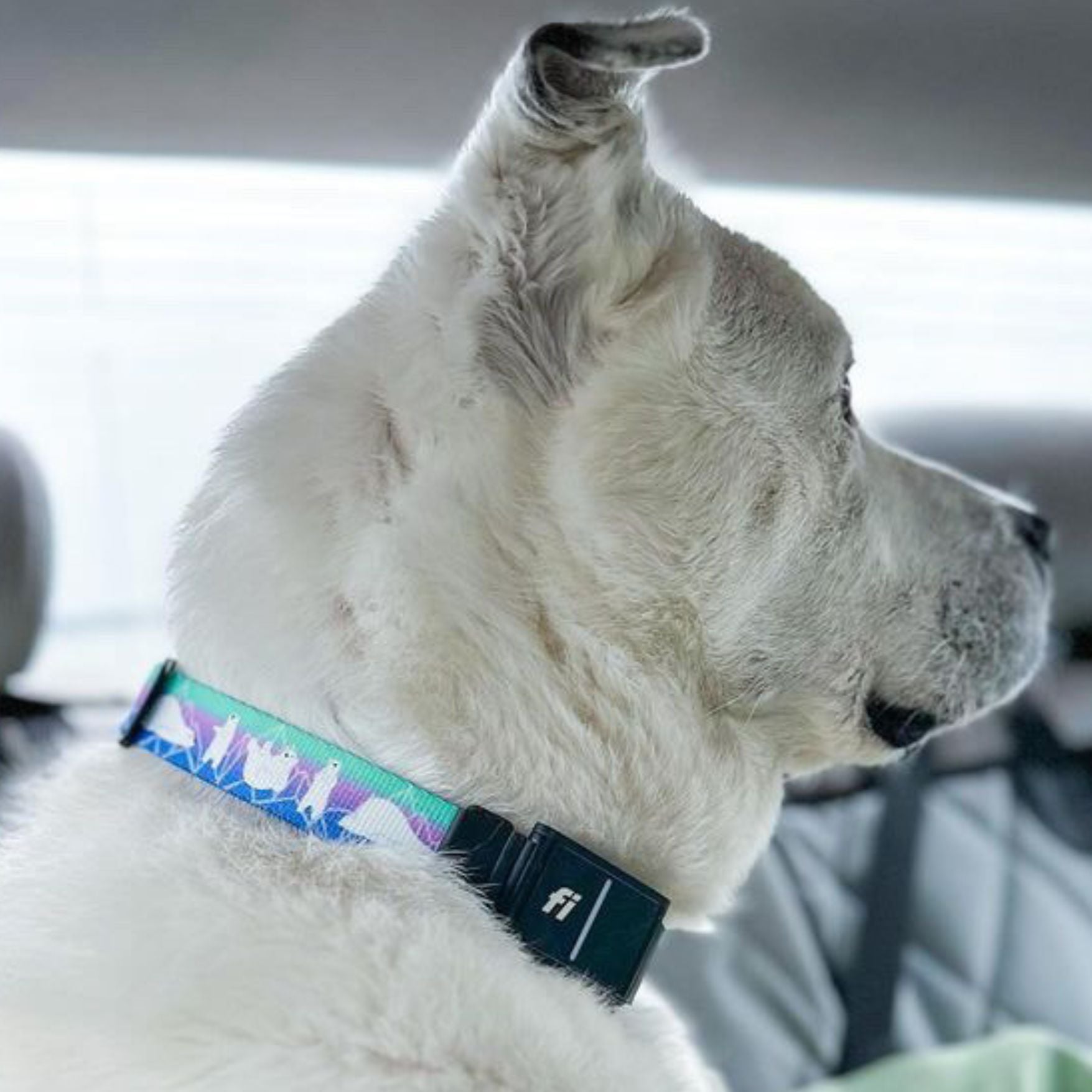 Dog in various Fi-Compatible Collars