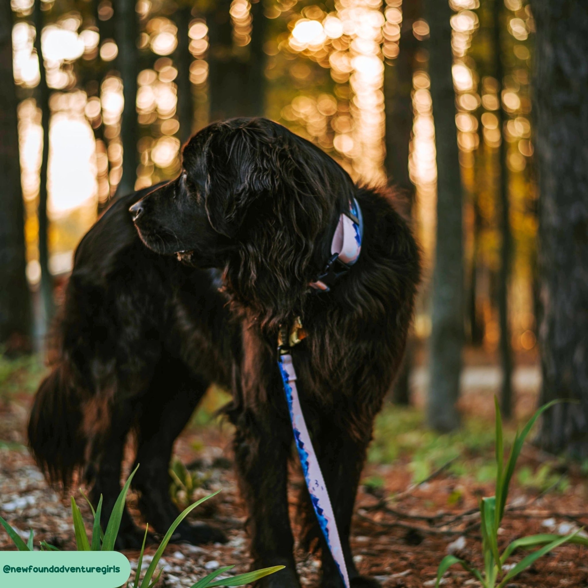 Mt. Millicent Explorer Dog Walking Belt Bag – Designs By Wildside
