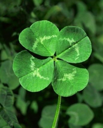 Personalized Real 4 Leaf Clover Necklace - Custom Lucky Charm with Bad Evil  Eye Protection