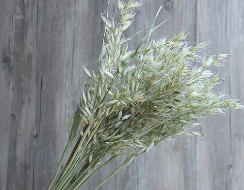 Dried Seek, Dried Flowers, Botanical Home Decor, Seed Stalks. Natural –  Silvia Home Craft