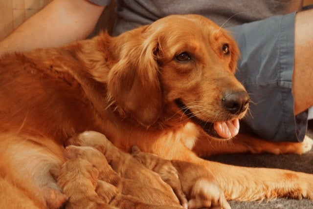 The Gun Dog Blog | Lone Duck Outfitters