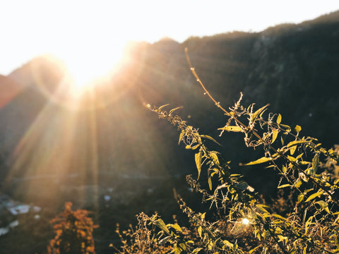 Plants shining in the sunset