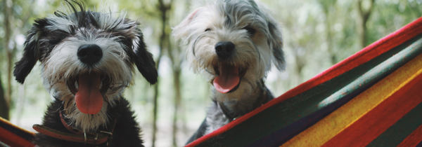 Aubenord Dog Accessories Banner