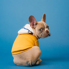 How to clean dog urine off the carpet guide! Image shows a cute french bulldog in a yellow hoodie
