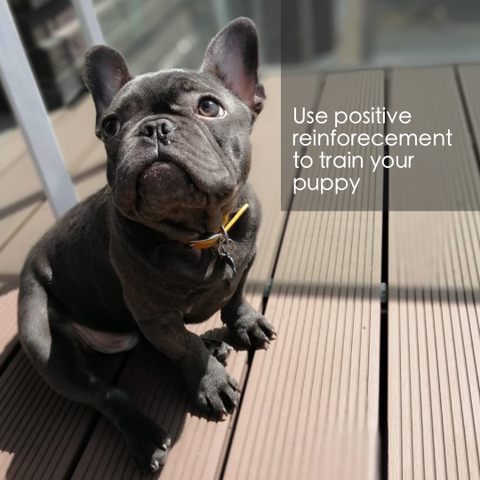 How to train my puppy, use positive reinforcement to train your puppy, how to train your dog, click at bottom of page to download free guide