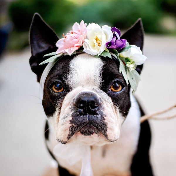 Best Wedding Ideas with your dog