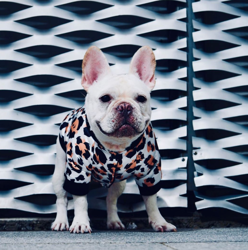 french bulldog leopard