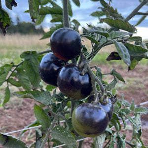 tomato様専用品 cheidysaquaponics.com.au