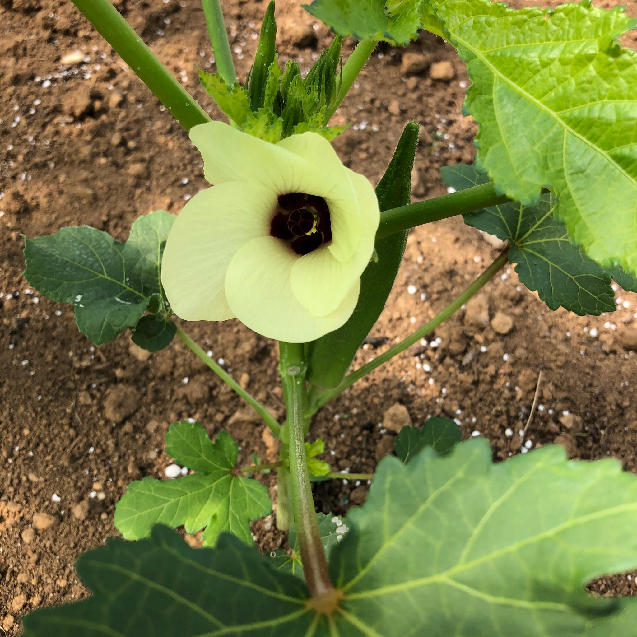 clemson spineless okra