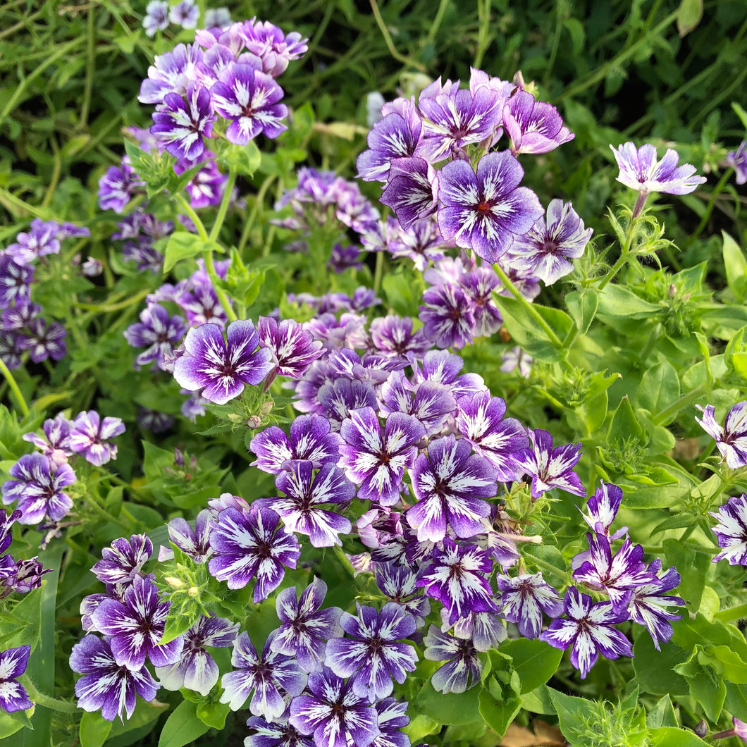 Sugar Stars Phlox – Revival Seeds