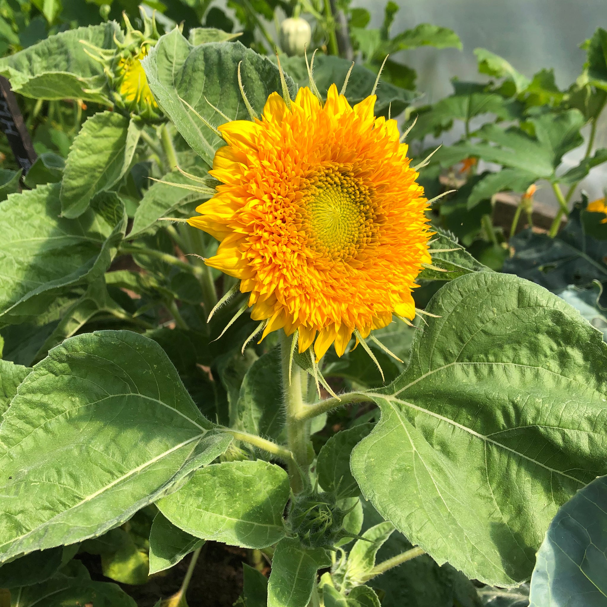 teddy bear sunflower