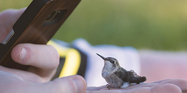 significado de colibri