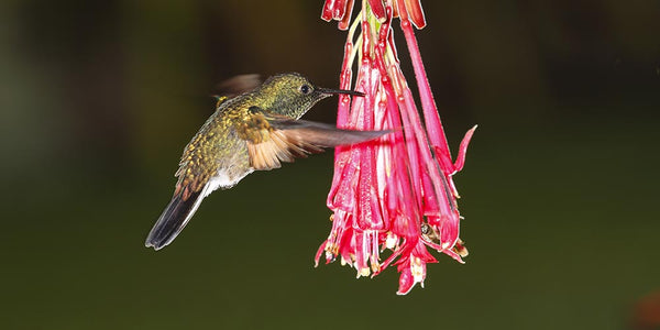 meaning of hummingbird