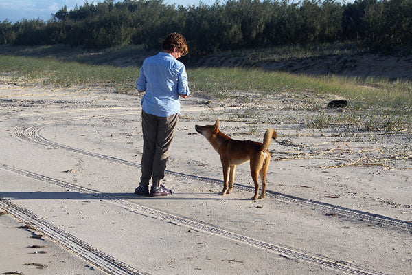 Rowena and dingo Bold facing each other on the beach.