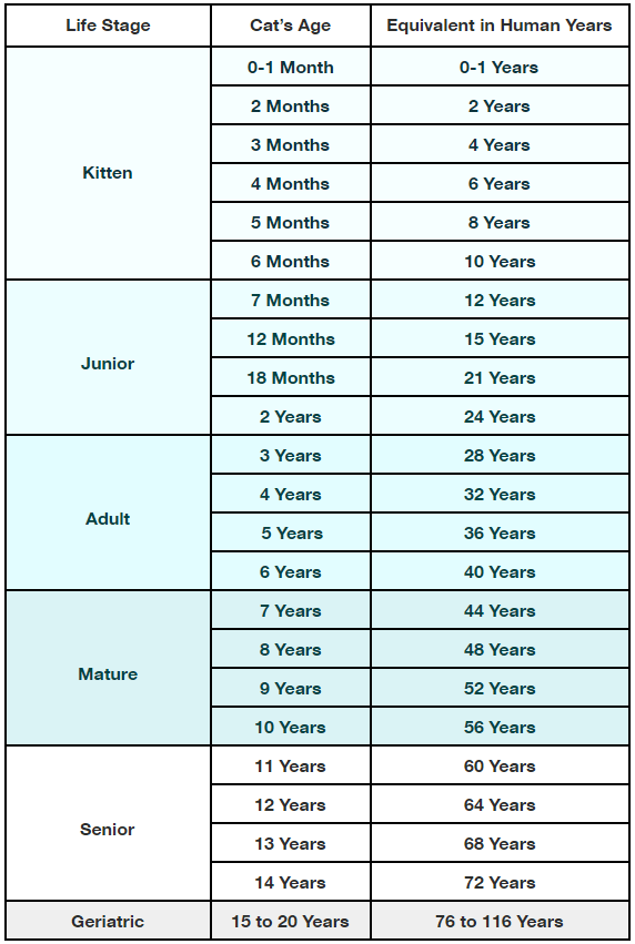 how old is 12 weeks in cat years