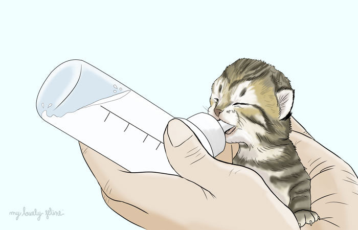 Kitten being fed with a milk bottle