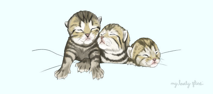 Newborn Kittens