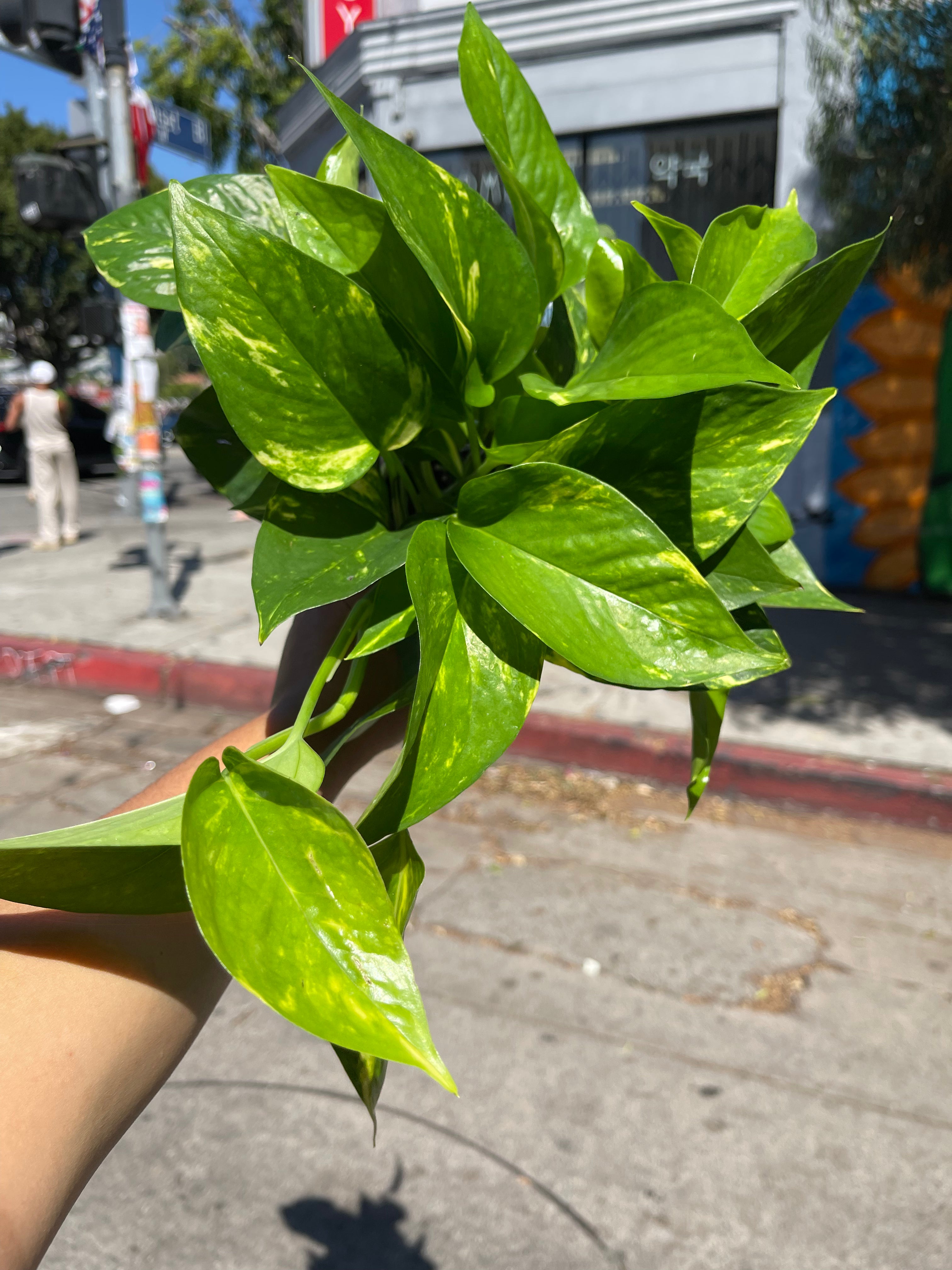 4” Golden Pothos