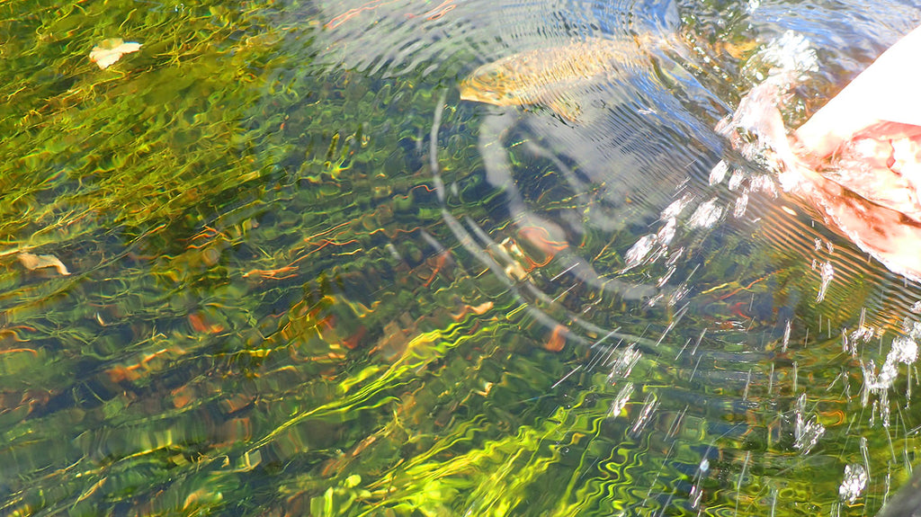 Northern Michigan Fly Fishing