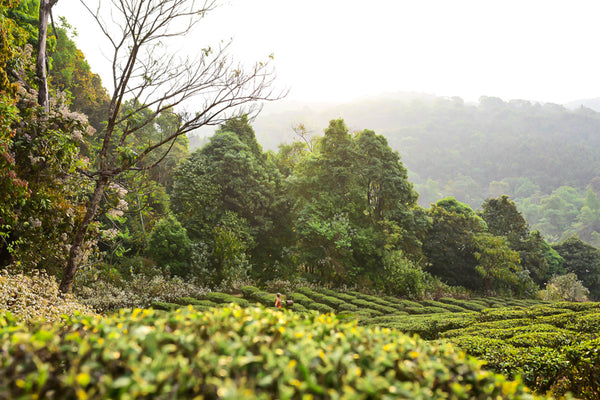 Buffalo Tea Garden