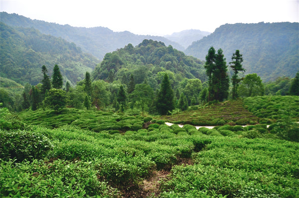 Jasmine Tibetan Tea