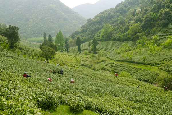 anti bai cha harvest