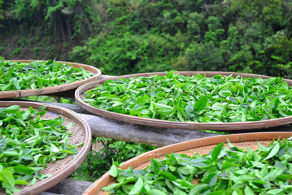 the functions of gaba in oolong tea