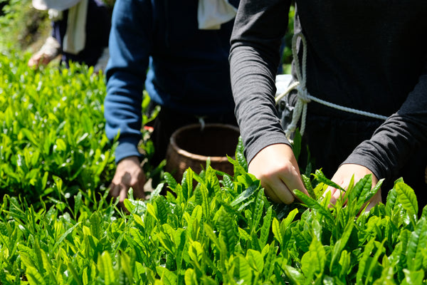 japanese tea harvest