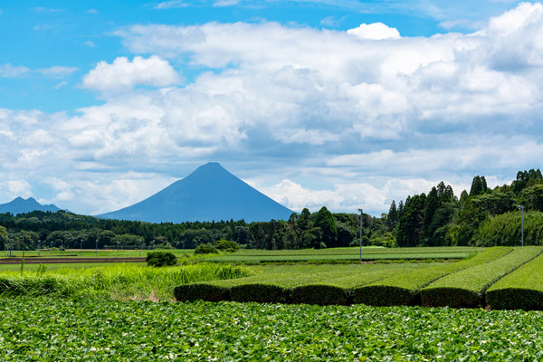 kyushu tea