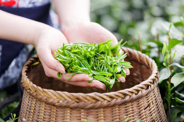 loose leaf tea 