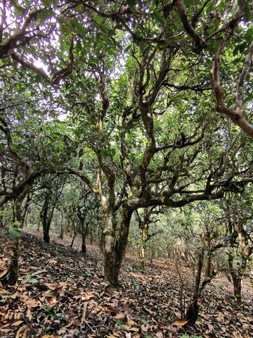 Menghai tea