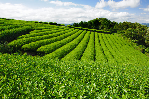 japanese tea field