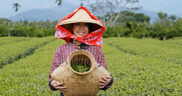 taiwan tea