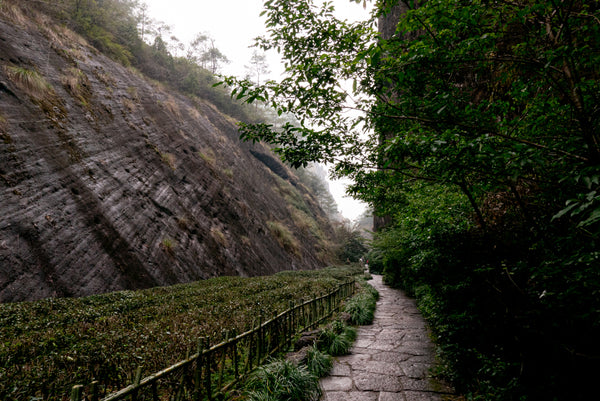 wuyi mountain tea