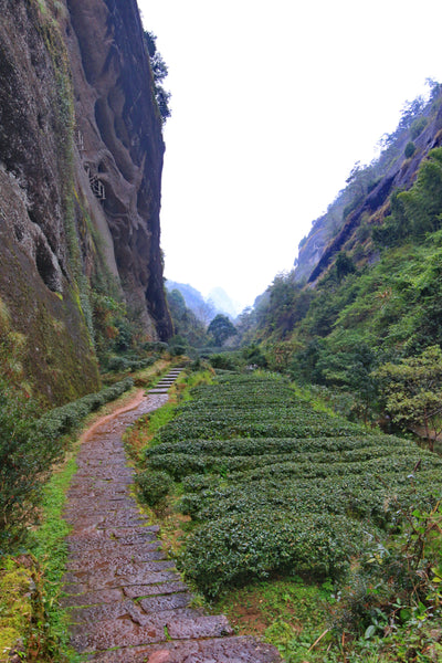 wuyi oolong tea