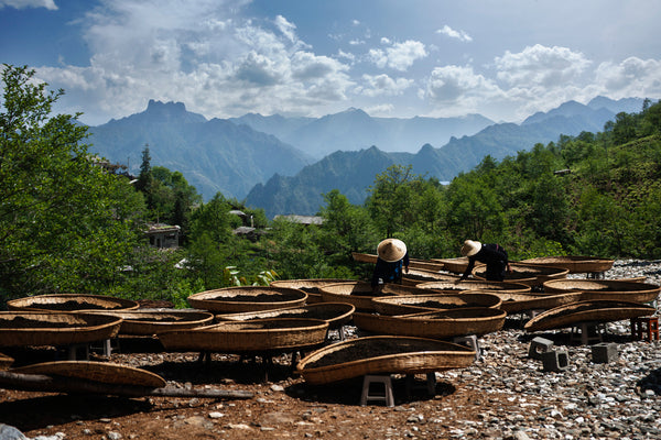 yunnan tea