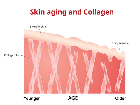 Skin Ages due to reduced Collagen