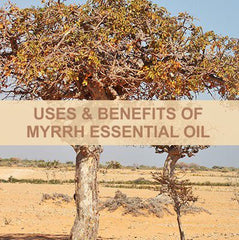 Myrrh Essential Oil Uses & Benefits