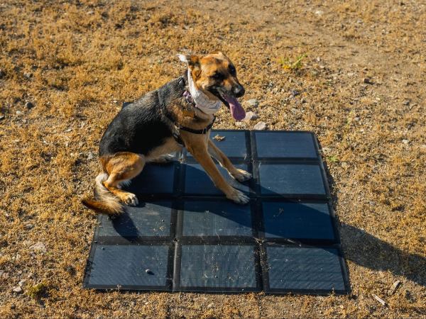 A dog sits on a BougeRV’s Portable Paso solar panel that’s resistant to hail&nbsp;