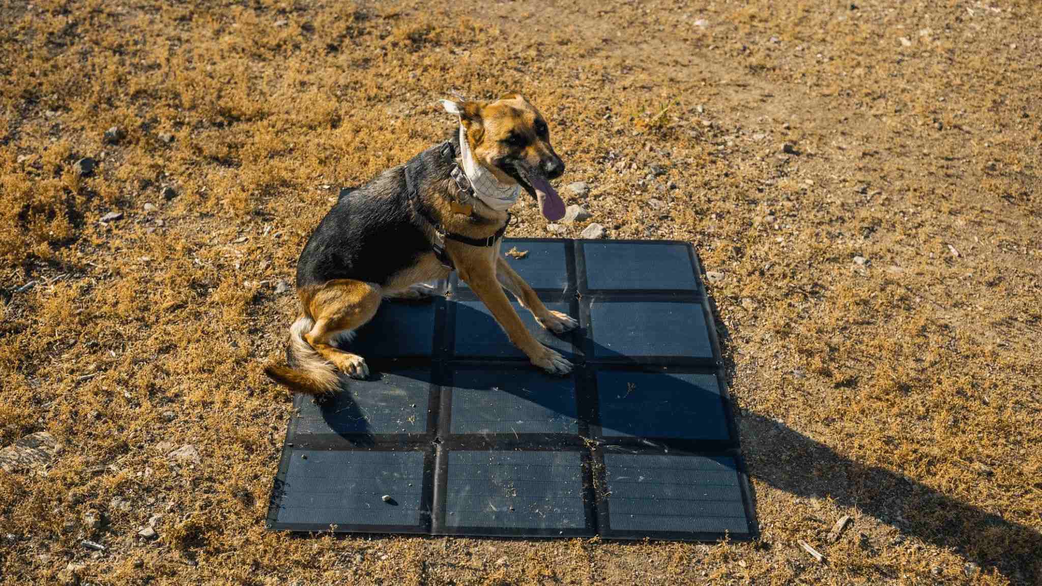 dog and solar panels foldable