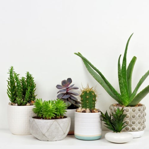 candle pot planter