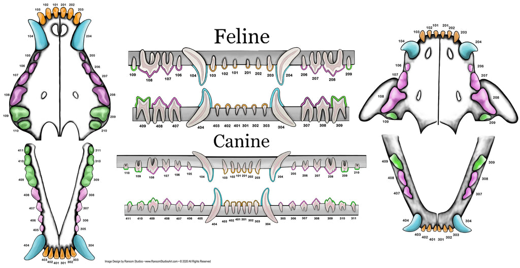 feline-canine-dental-chart-gray-gingiva-vinyl-mural-wall-decal-dr