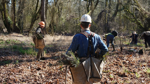 Planting Trees - One Tree Planted Org