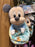 DLR - Disney Babies Plush Toy - Mickey Mouse