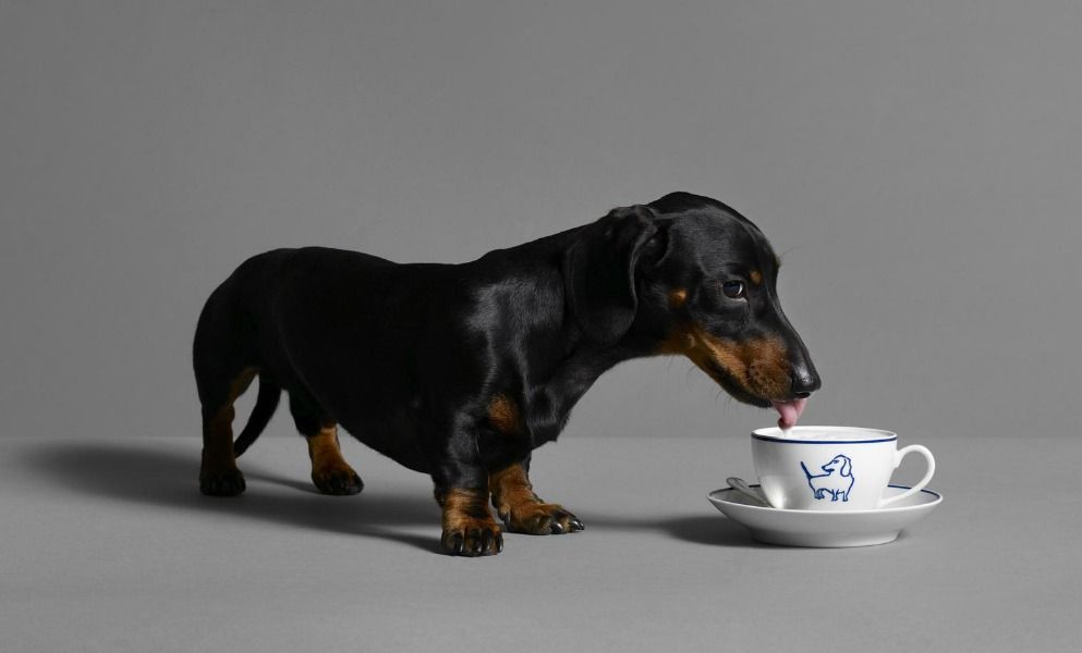 what tea is safe for dogs