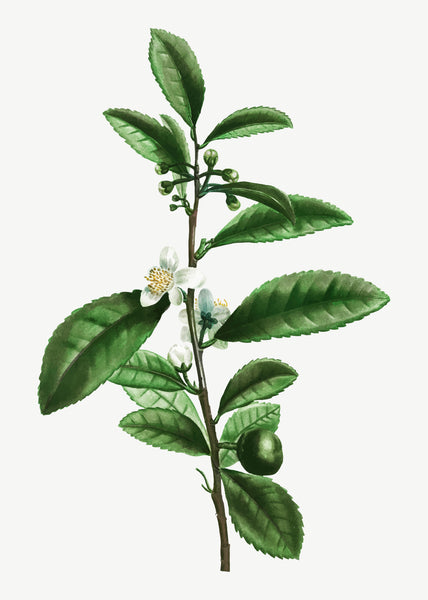 Camellia Sinensis, the Mother Plant