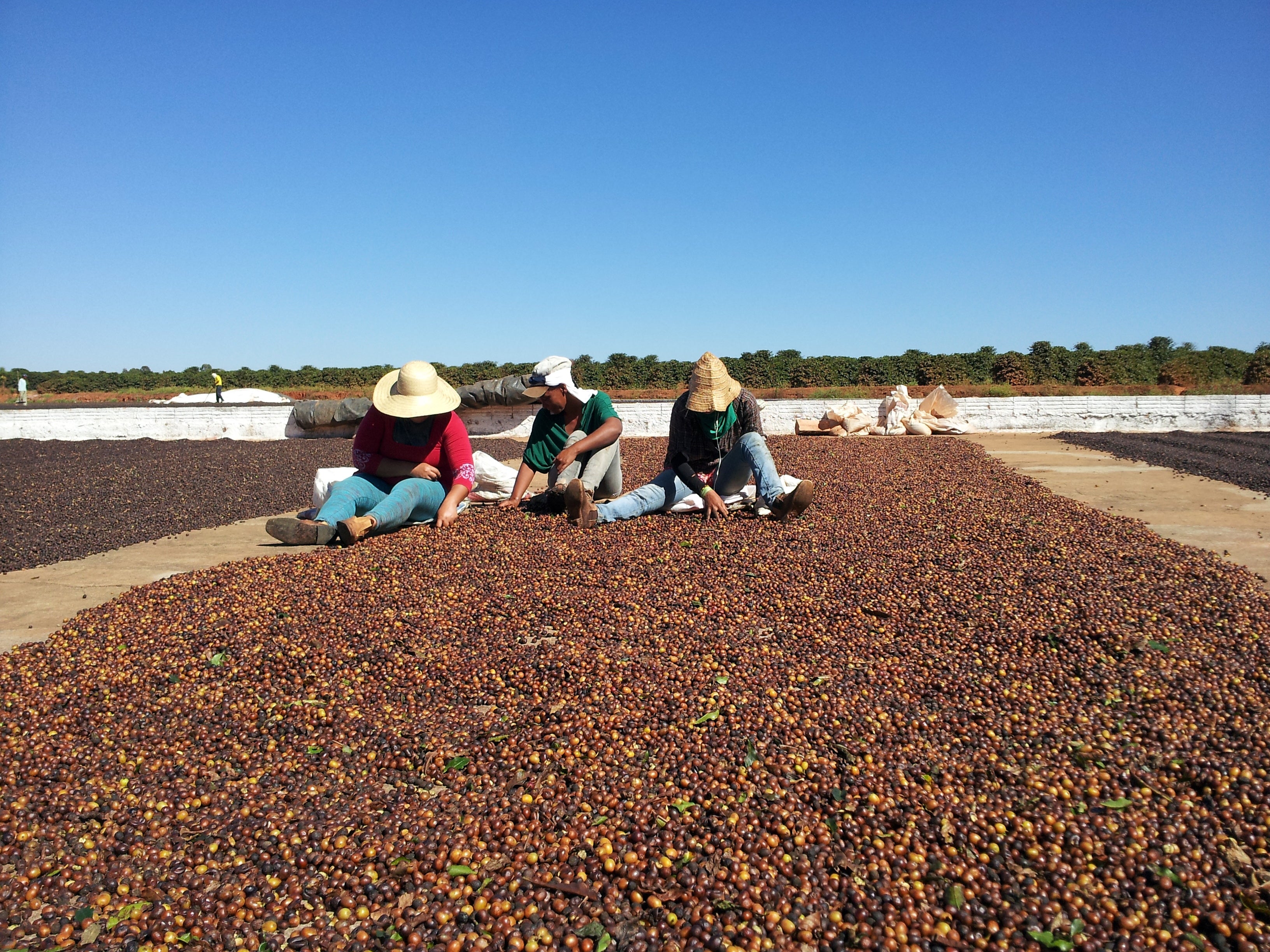 Coffee beans processing and selection Brazil