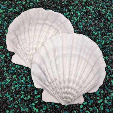 Lion's Paw Scallop Shell, 12x15cm