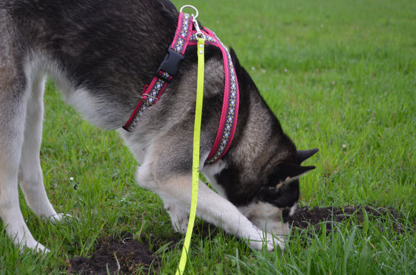 Floki Schneeauge / schwalbenliebes Mädchen