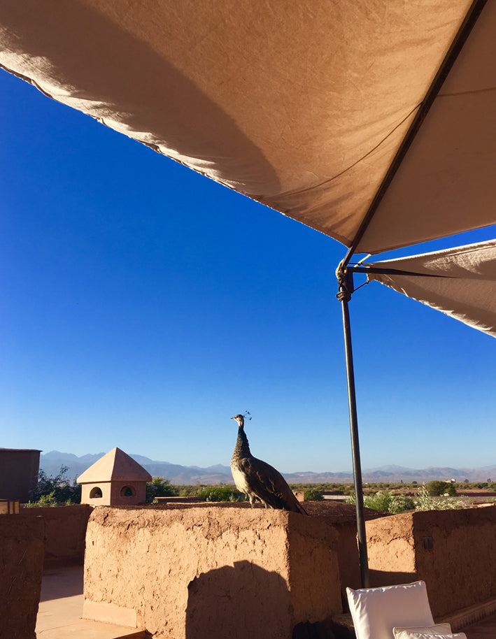 Stephanie Aulestia Yoga, zenenergy, retraite à Marrakech, soleil, paon, campagne, Atlas